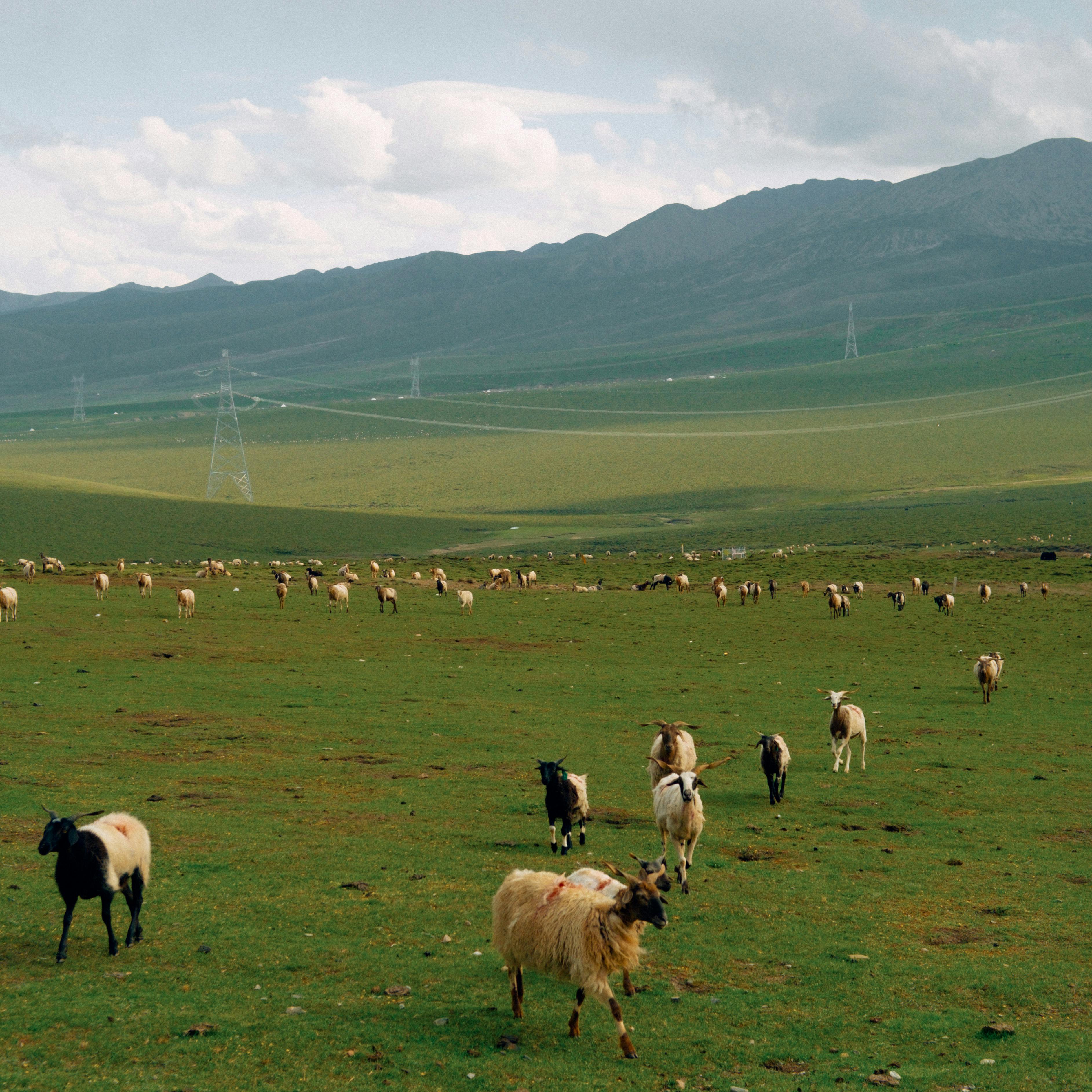 Agricultural land with agrovoltaics and solar energy installation